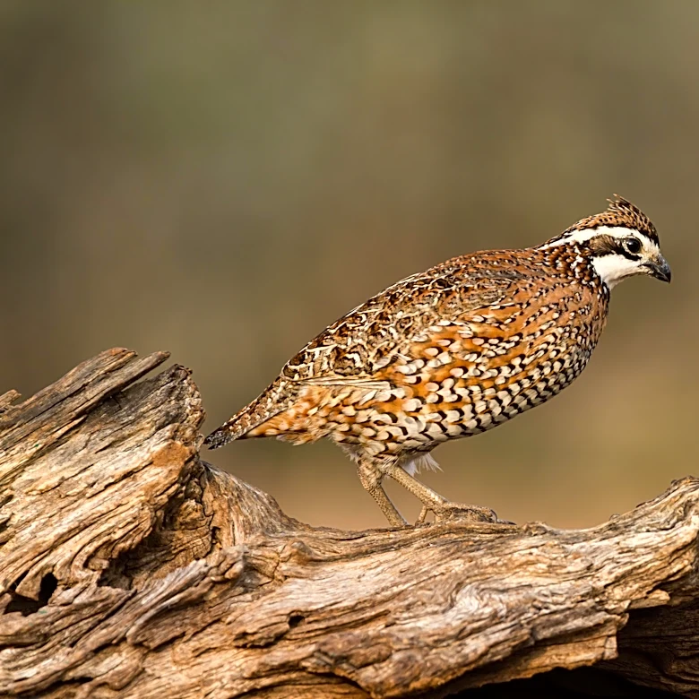 What will you do with your one precious wildlife?