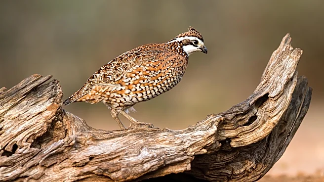 What will you do with your one precious wildlife?