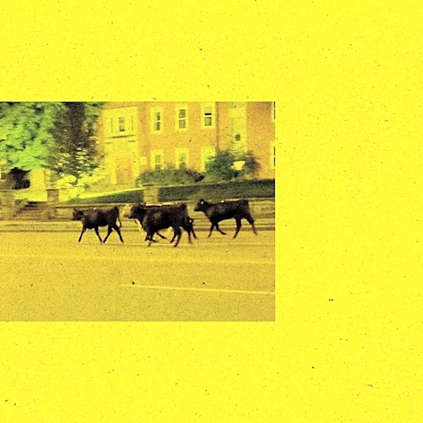 A truck full of cows crashed in Kansas City. It reveals a bigger everyday horror.