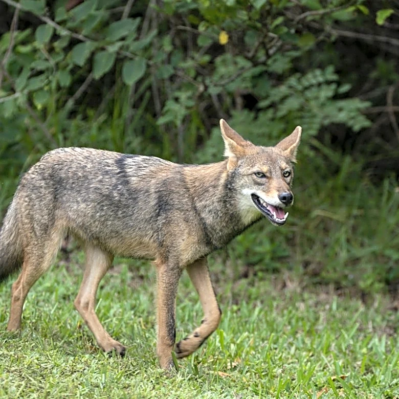 Coyote attacks cat in Westchester yard, prompting warning for pet owners