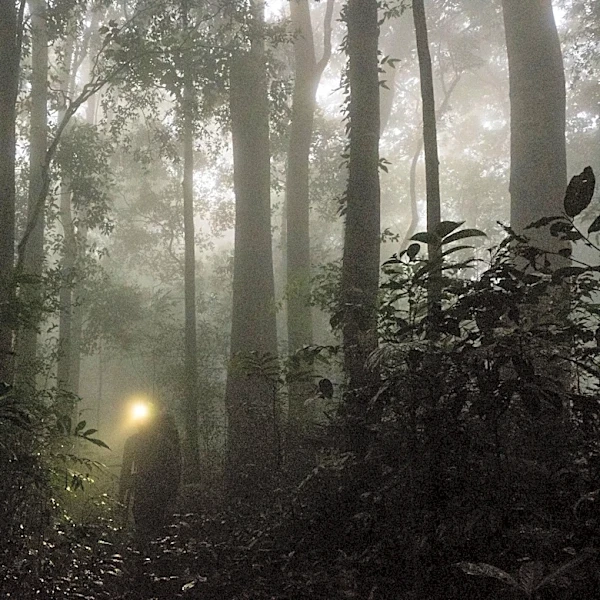 The deadliest animal in New York isn’t what you think