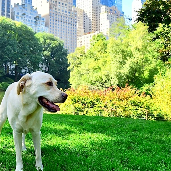 NYC, Buffalo rank among least pet-friendly cities in US