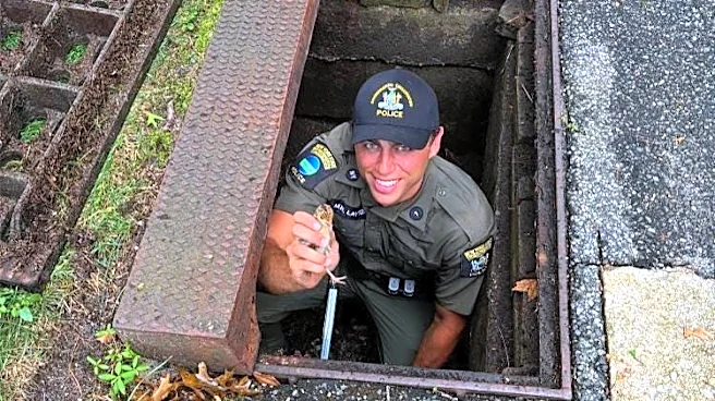 Baby turkeys rescued from Long Island storm drain, reunited with mother. See video