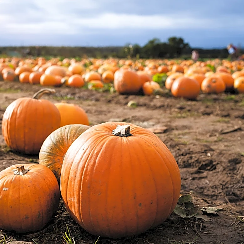 Pumpkin picking in New York: When it starts, 15 farms to visit