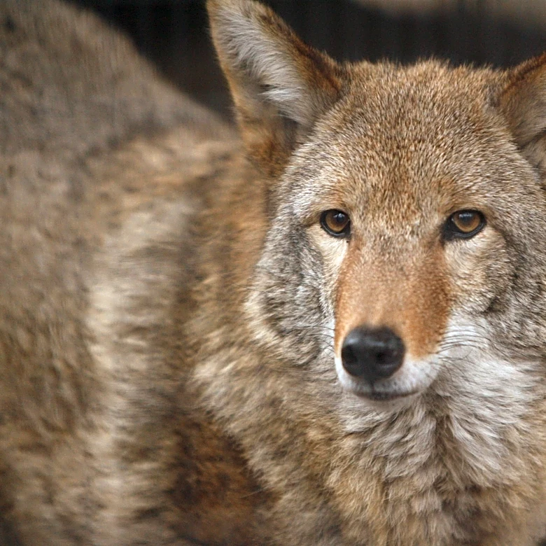 Rabies warning issued after coyote bites Westchester woman