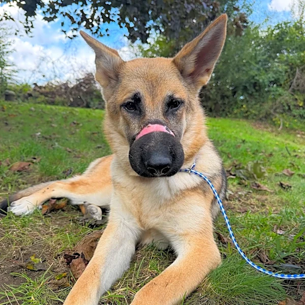 Abandoned, injured dog on mend, Putnam SPCA seeks perpetrators