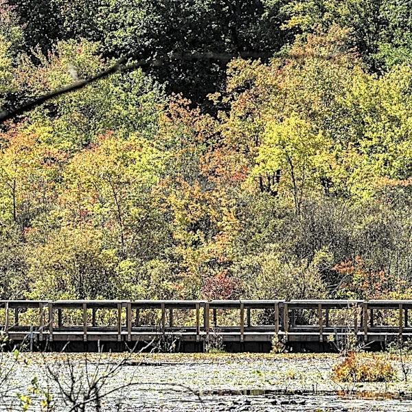 Hike, explore Cranberry Lake Preserve in North White Plains this fall