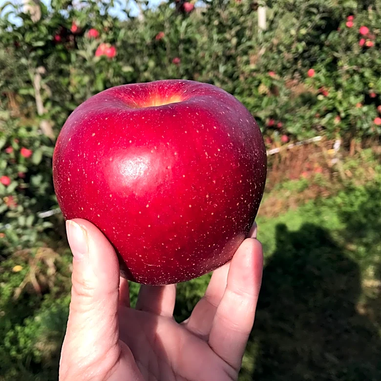 Where to find the best apple picking in New York