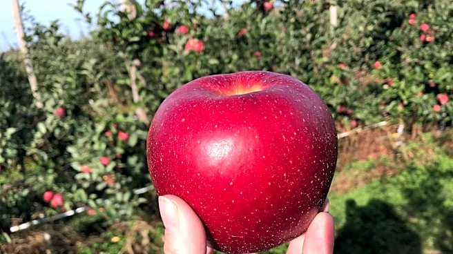Where to find the best apple picking in New York