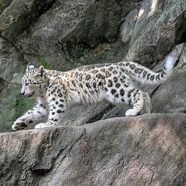 Bronx Zoo welcomes new snow leopard cub. Meet Sarka