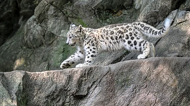 Bronx Zoo welcomes new snow leopard cub. Meet Sarka
