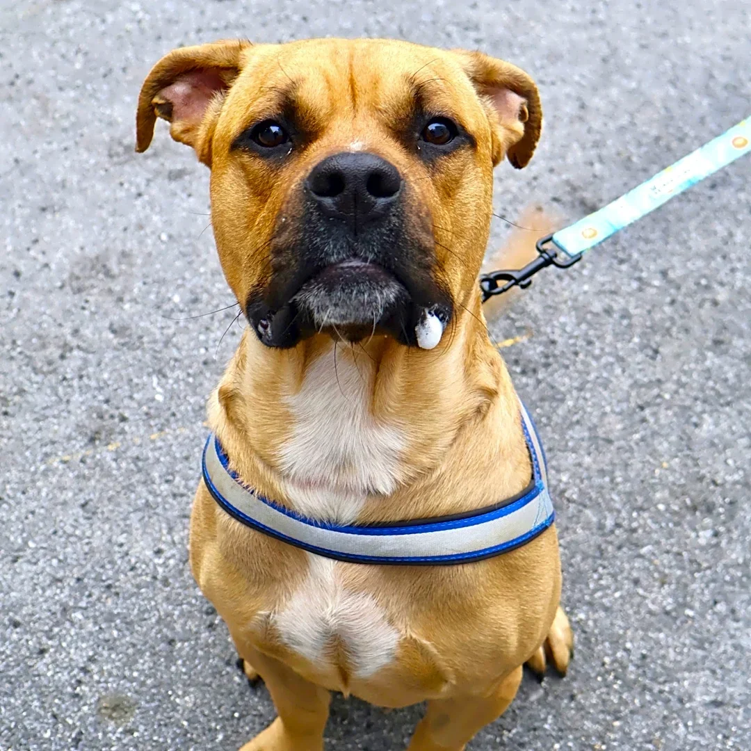 Woman who abandoned injured dog near Yonkers cemetery enters plea