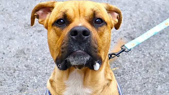 Woman who abandoned injured dog near Yonkers cemetery enters plea