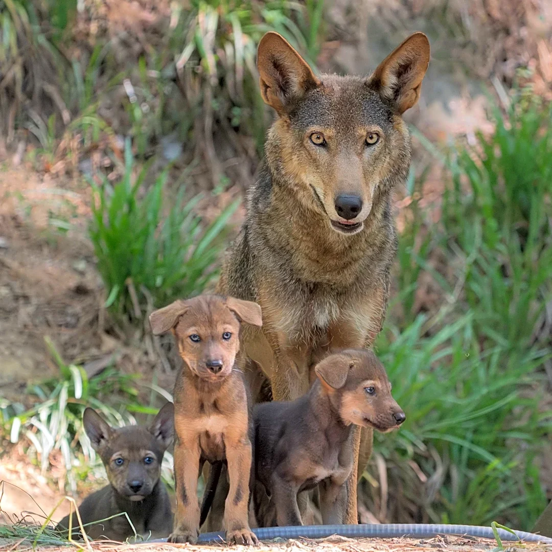 Endangered red wolves arrive in Westchester for conservation effort