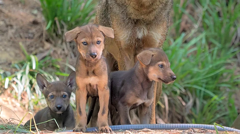Endangered red wolves arrive in Westchester for conservation effort