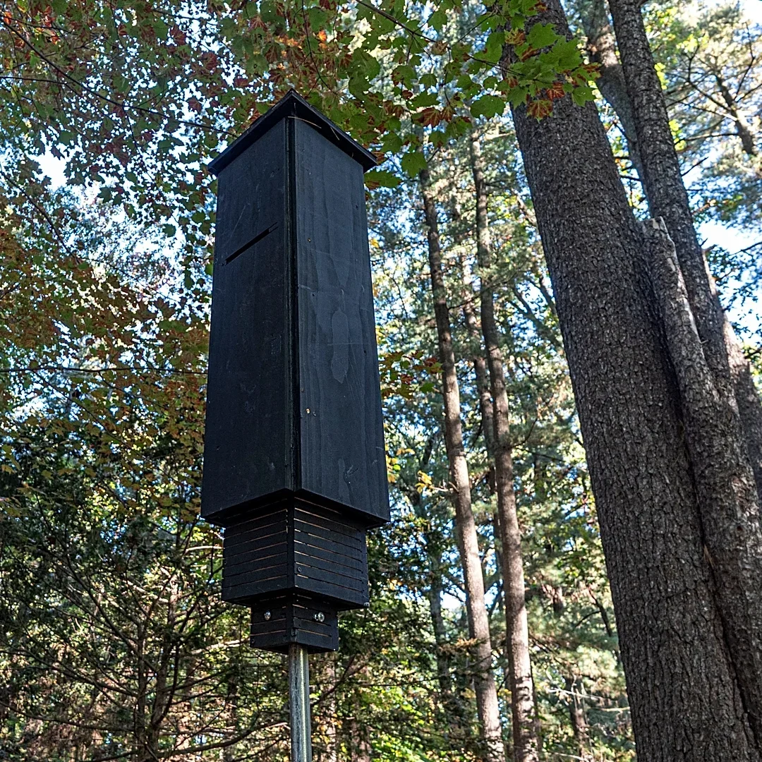 Scarsdale teen's bat boxes keep flying creatures safe in suburbia