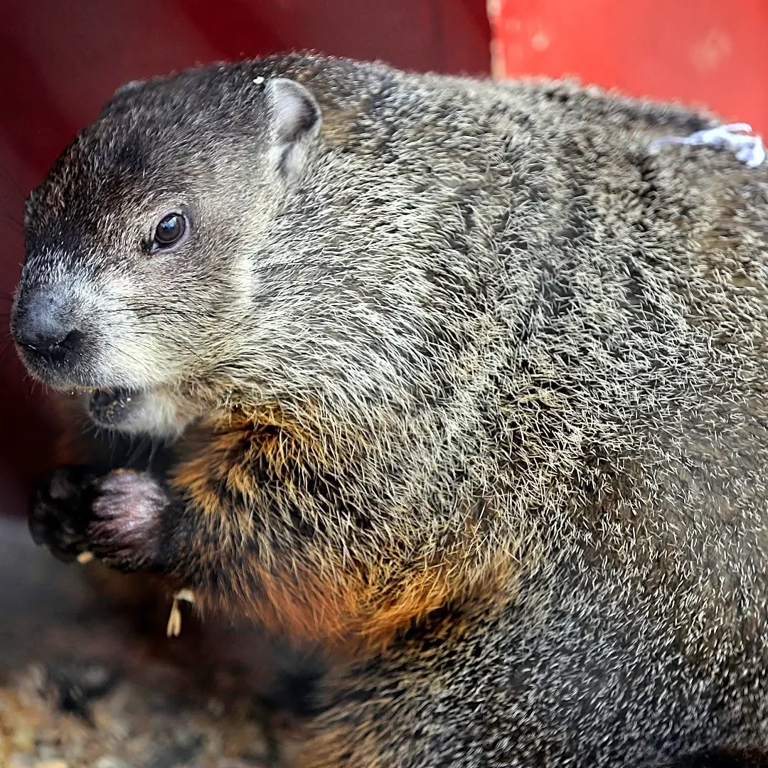 Aggressive Peekskill groundhog tests positive for rabies