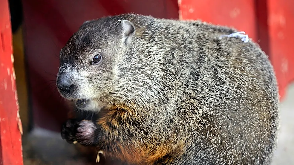 Aggressive Peekskill groundhog tests positive for rabies