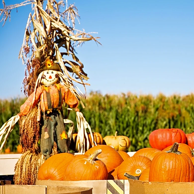 Five top pumpkin patches to visit in New York