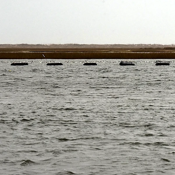 Shellfish farm ban extended in Wilmington, but sinks in Pender | Exclusive