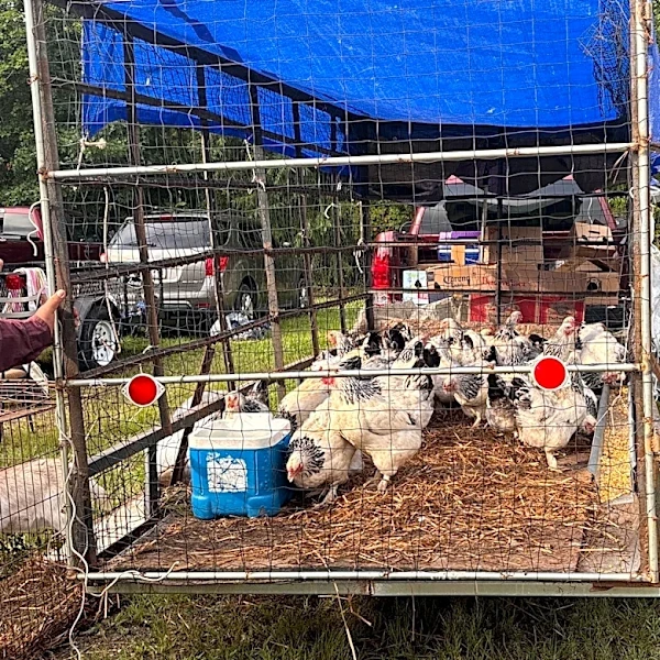 Brunswick cities debate rules to allow chickens in backyards