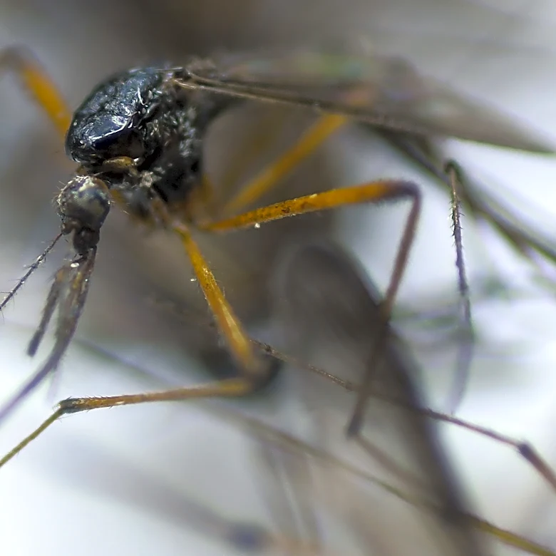 Heavy rain could unleash Wilmington's missing summer pest