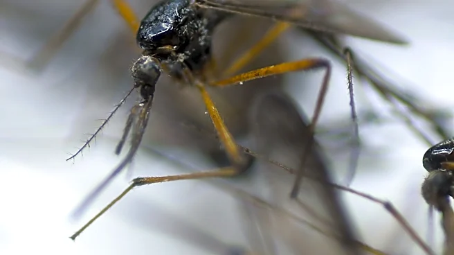 Heavy rain could unleash Wilmington's missing summer pest