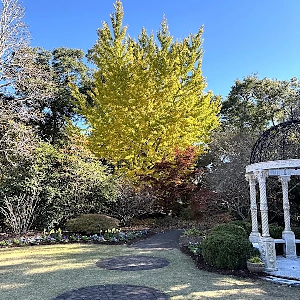 Here's why fall is the best time for planting in the Wilmington area