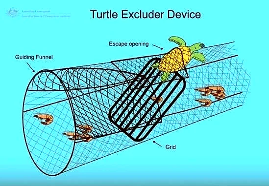 NOAA proposal could change protections for NC right whales, turtles