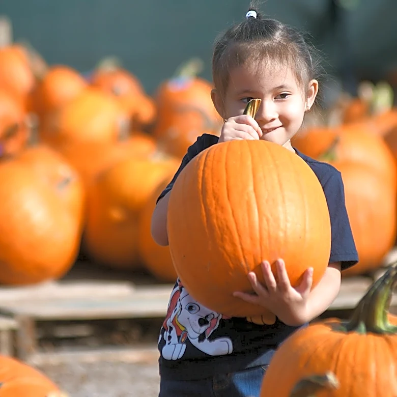 Your guide to 12 great pumpkin patches in the Wilmington area