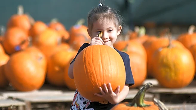 Your guide to 12 great pumpkin patches in the Wilmington area