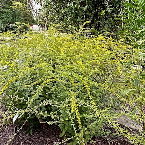 This yellow flower is a fall garden MVP that brings the 'Fireworks'