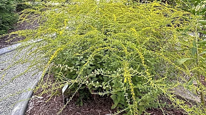 This yellow flower is a fall garden MVP that brings the 'Fireworks'