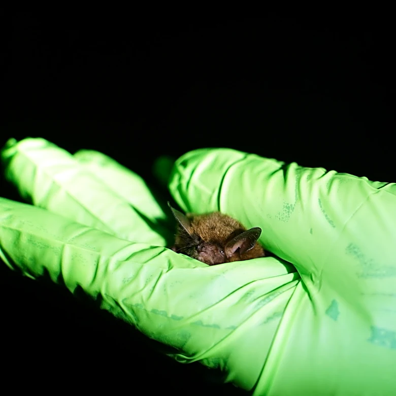 Why researchers spent 3 nights chasing bats across the Wilmington area
