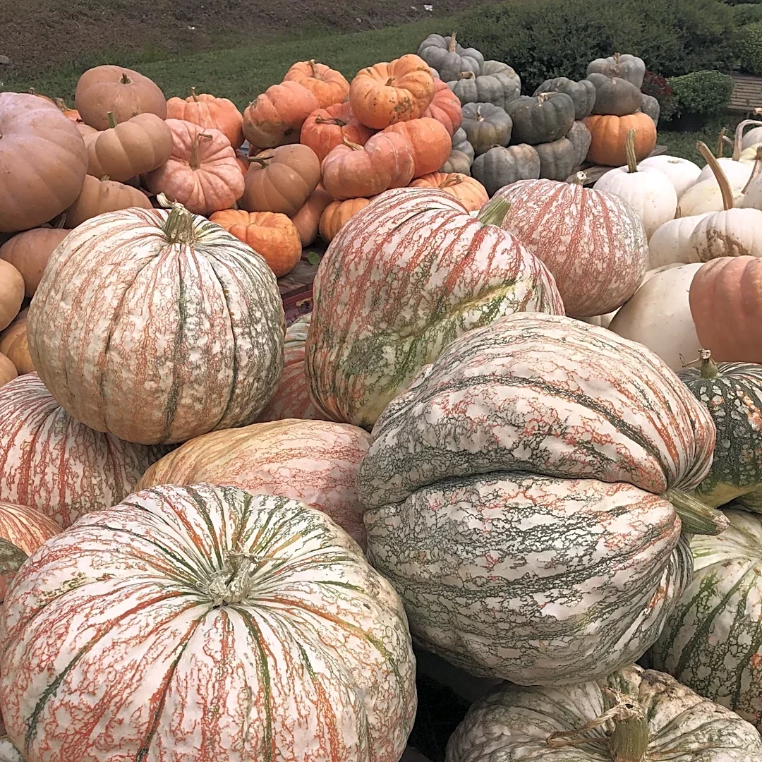 NC has some great fall produce. Put it to good use in your kitchen