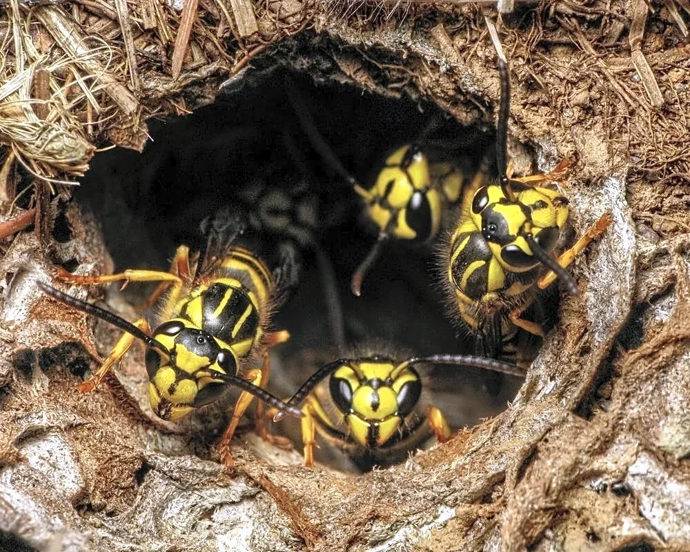 Bald Head Island has a wasp problem. But it could be much worse