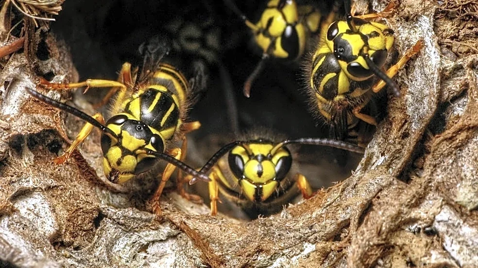 Bald Head Island has a wasp problem. But it could be much worse