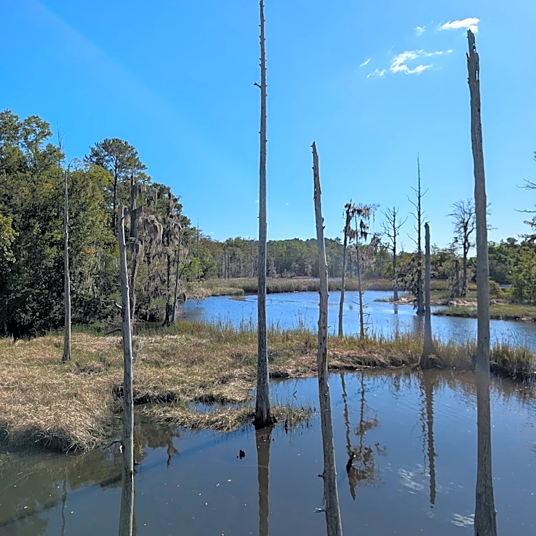 NC’s coastal forests are dying. Why the pace may be accelerating.