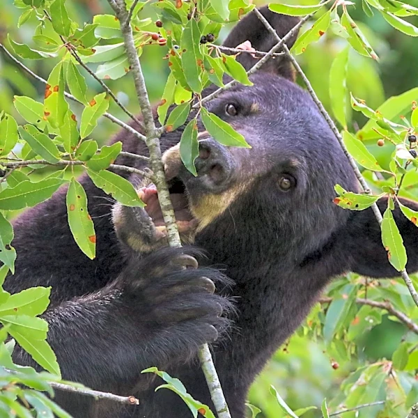 More NC bears live at the coast, but genetics reveal hidden risks | Exclusive