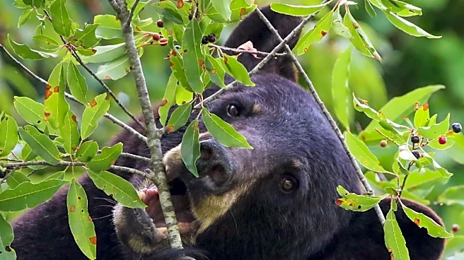 More NC bears live at the coast, but genetics reveal hidden risks | Exclusive