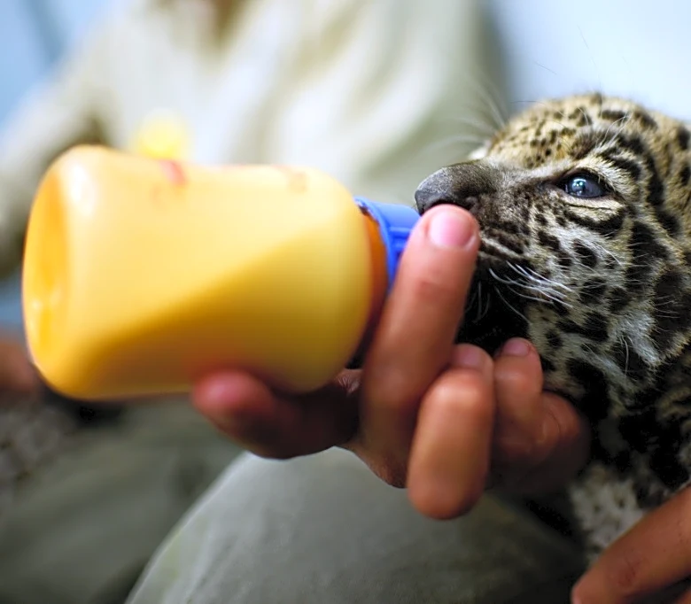 Diez ambientalistas asesinados en México en 2025, documenta una oenegé