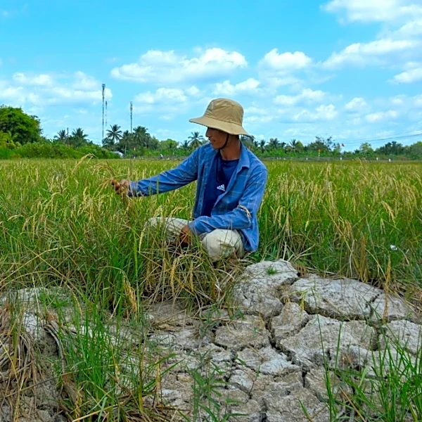 El recrudecimiento de los episodios de calor extremo lleva a la agricultura mundial "al límite"
