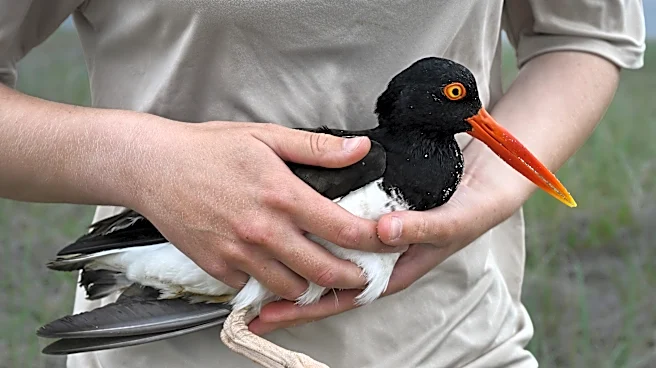 Los ostreros, de pico afilado y ojos vivaces, vuelven gracias a la conservación