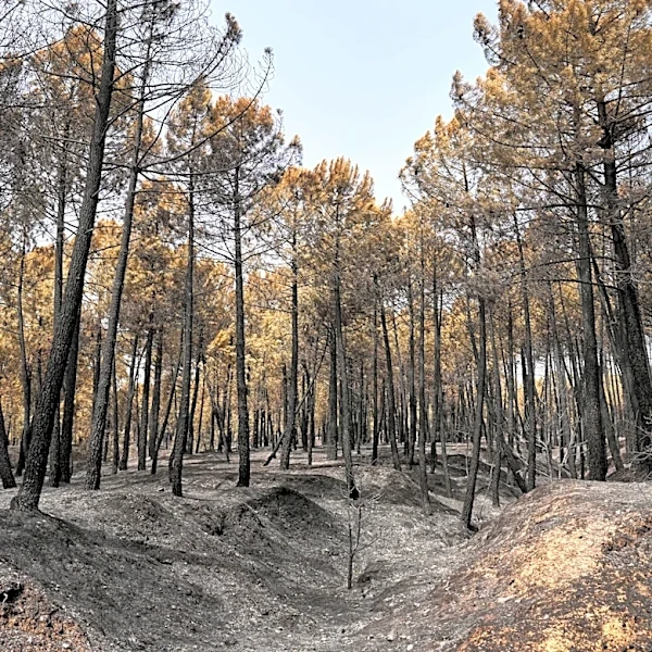Bomberos combaten uno de los mayores incendios de España durante ola de calor en el Mediterráneo