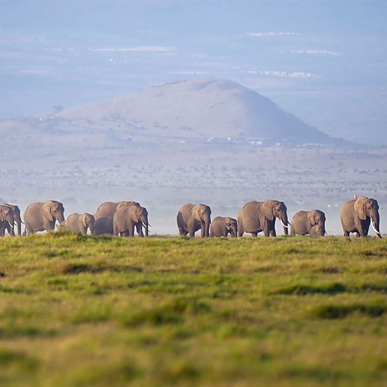Autoridades investigan la muerte de 15 elefantes en un parque nacional de Kenia