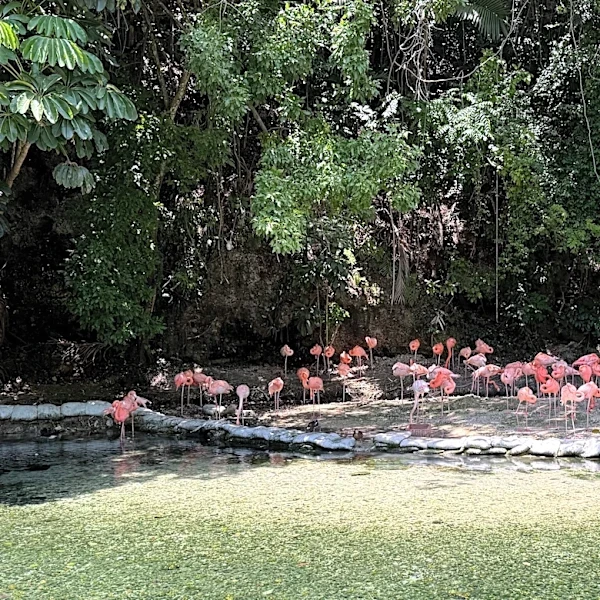 Zoológico de República Dominicana acoge animales confiscados