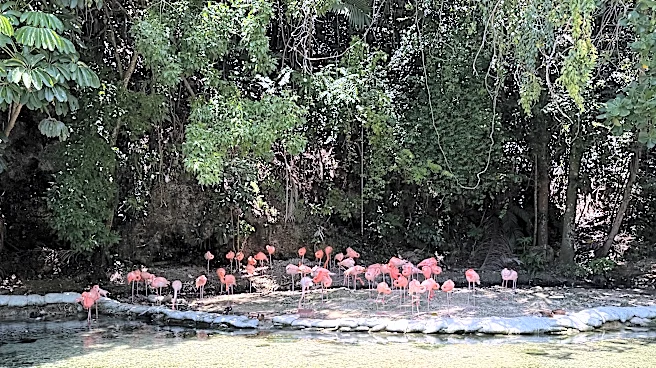 Zoológico de República Dominicana acoge animales confiscados