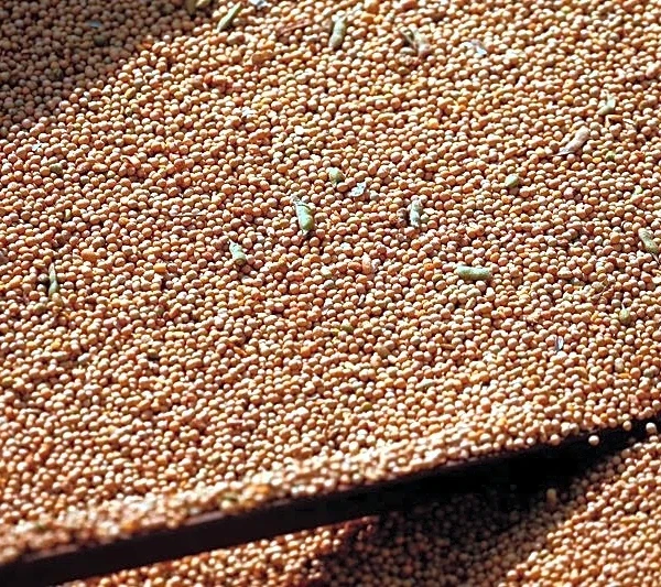 Importaciones de soja UE en campaña 2025/26 caen 10% al 24 de abril