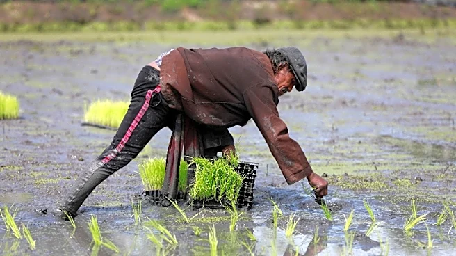 El suministro mundial de arroz se ve amenazado por la guerra en Irán y El Niño
