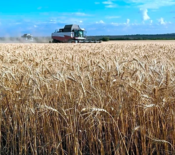 Sovecon revisa al alza las previsiones de exportación de la cosecha de trigo de Rusia
